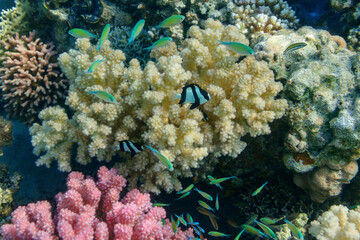 coral reef with fish