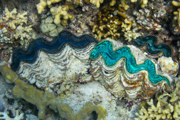 Detail of the mantle of a giant clam, Tridacna, growing on a coral reef 