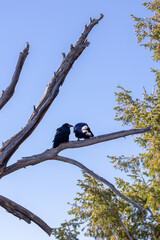 Crows perched in a tree in Grand Teton National Park