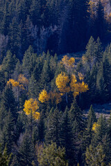 Yellow aspens among green evergreen trees