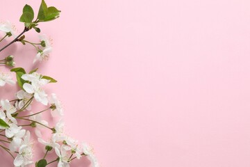 Obraz premium Fresh flowers on a color background. Spring background