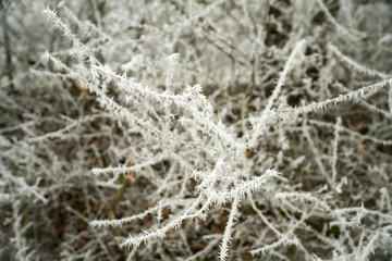 White hoarfrost on bare tree branches on a frosty winter foggy day close-up.