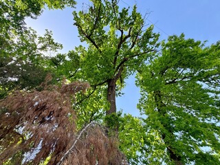 Tall trees on the streets of Tashkent, Uzbekistan