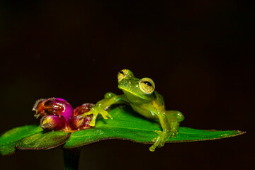 Centrolene prosoblepon, Emerald glass frog or Nicaragua giant glass frog, on blossoming flower
