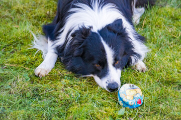 Border collie dog lying on the grass waiting to play with a ball and looking