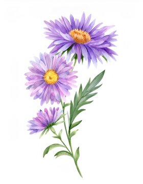 Watercolor painting revealing purple asters in delicate brushstrokes, highlighting floral elegance with soft, botanical precision