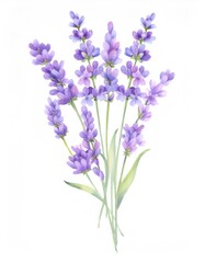 Fototapeta premium Soft watercolor depicting lavender blooms with delicate petals, highlighting botanical elegance and floral pastel tones