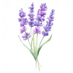 Watercolor lavender bouquet featuring delicate purple blossoms and verdant green leaves, rendering gentle botanical elegance