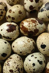 Obraz premium Quail eggs as a background, close up