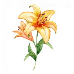 Fototapeta premium Elegant watercolor illustration showcasing a pair of vibrant lilies, their petals a delicate blend of yellow and orange, complemented by lush green leaves