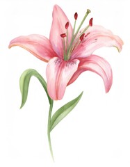 Naklejka premium Delicate pink lily flower with stem and leaves, a watercolor painting isolated on white background