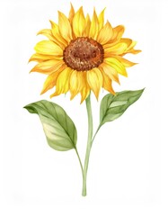 Naklejka premium Watercolor painting of a sunflower with bright yellow petals, brown center, and green leaves, isolated on a white background, evoking summer and nature