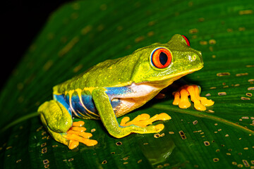 Agalychnis callidryas, commonly known as the red-eyed tree frog or red-eyed leaf frog on the leaf