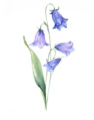 Soft watercolor rendering capturing delicate harebells with stem and leaf, blooming against pristine white backdrop