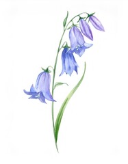Delicate watercolor rendering featuring purple harebell bloom, vibrant petals spreading against soft white background with gentle green leafage