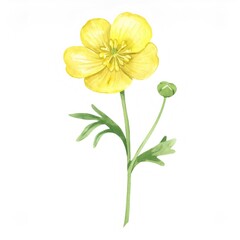 Naklejka premium Detailed watercolor illustration of a bright yellow buttercup flower, showcasing its delicate petals, green stem, and leaves