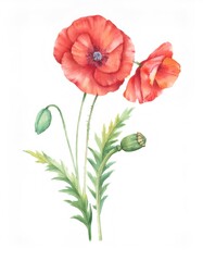 Obraz premium Watercolor painting of red poppy flowers with green leaves, stems and seed pod on white background