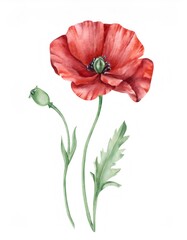 Naklejka premium Watercolor red poppy blooming, soft petals spreading gracefully, slender green stem emerging against pristine white canvas