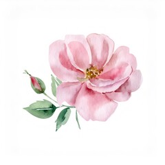 Obraz premium Watercolor pink rose blooming, delicate green leaves, closed bud against soft white backdrop