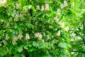 Close-up delicate white Blooming Horse Chestnut tree blossoms. Fresh spring flowers. Perfect for spring themes and backgrounds, for web design and advertising