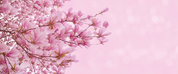 Obraz premium panorama blooming magnolia branches in full bloom, showcasing vibrant colors and delicate petals, capturing essence springtime and beauty of nature, Heavenly Fragrance, Vibrant Floral Background