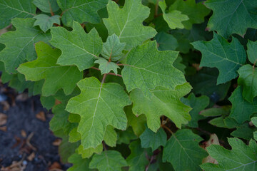 Young oak leaves in spring breeze, in spring park. Fresh green foliage, natural texture. Ideal for spring designs, backgrounds, and nature themes