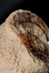 Duvalius ferreresi, a cave beetle from Mallorca
