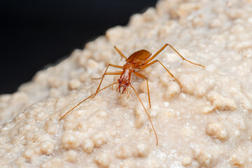 Duvalius ferreresi, a cave beetle from Mallorca
