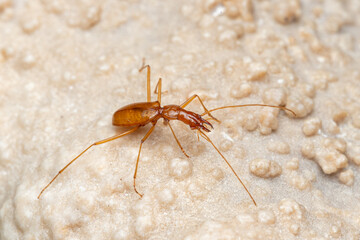 Duvalius ferreresi, a cave beetle from Mallorca
