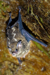 Saccopteryx bilineata, The greater sac-winged bat, is native to Central and South America