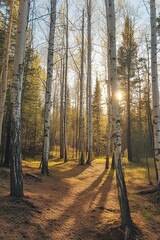 Sunlit Birch Forest Path, A Serene Nature Escape. Discover the tranquil beauty of a sun-dappled birch forest