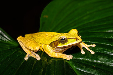Smilisca phaeota, the New Granada cross-banded tree frog, also known as the masked tree frog