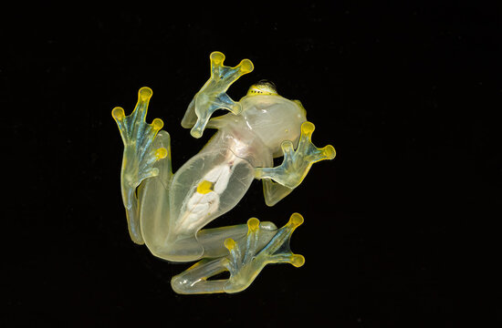 Hyalinobatrachium valerioi, La Palma glass frog, bottom view of internal organs