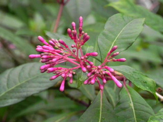 Shrubby Fuchsia buds