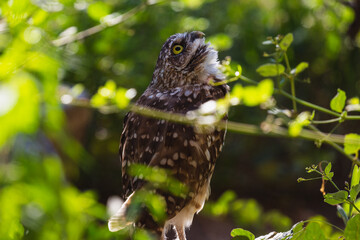 An owl in a forest in Arizona. 