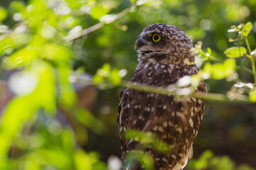 An owl in a forest in Arizona. 