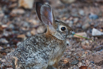 A jackrabbit in the western United States.
