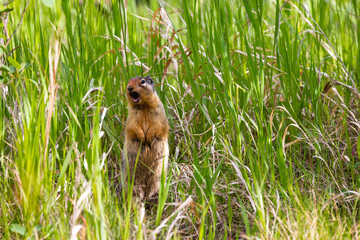 A chipmunk squeaks in the grass.