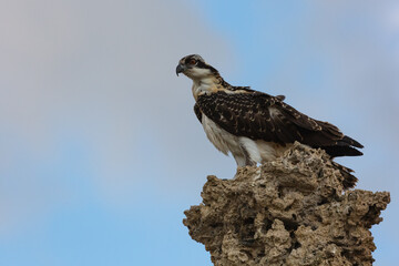 An osprey perched on a rock.