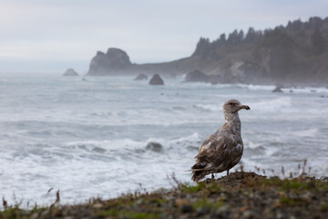 A bird on the edge of the California coast.