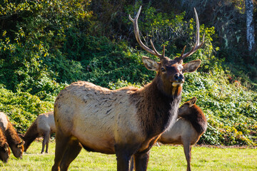 Elk in the western United States.