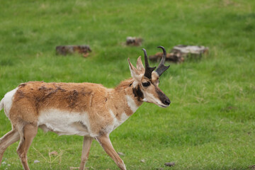 A pronghorn walks the fields of South Dakota.