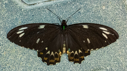Macro of an exotic butterfly on a sunny summer day