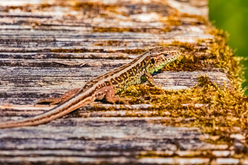 Lacerta agilis, sand lizard, on a sunny summer day