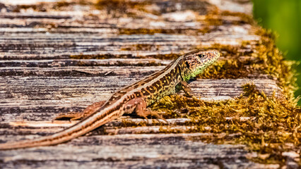 Lacerta agilis, sand lizard, on a sunny summer day