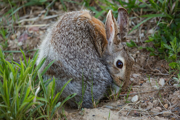 A rabbit curled up on the ground.