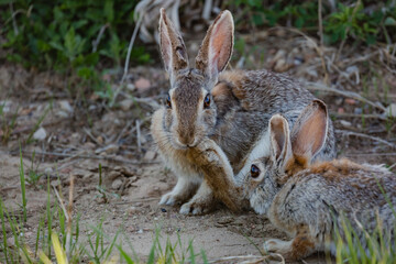 Rabbits in the shade of the afternoon.