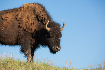 A bison walks in the wilderness.