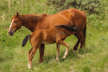 A mother and child horse in North Dakota.