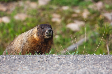A marmot near Yellowstone, Wyoming.
